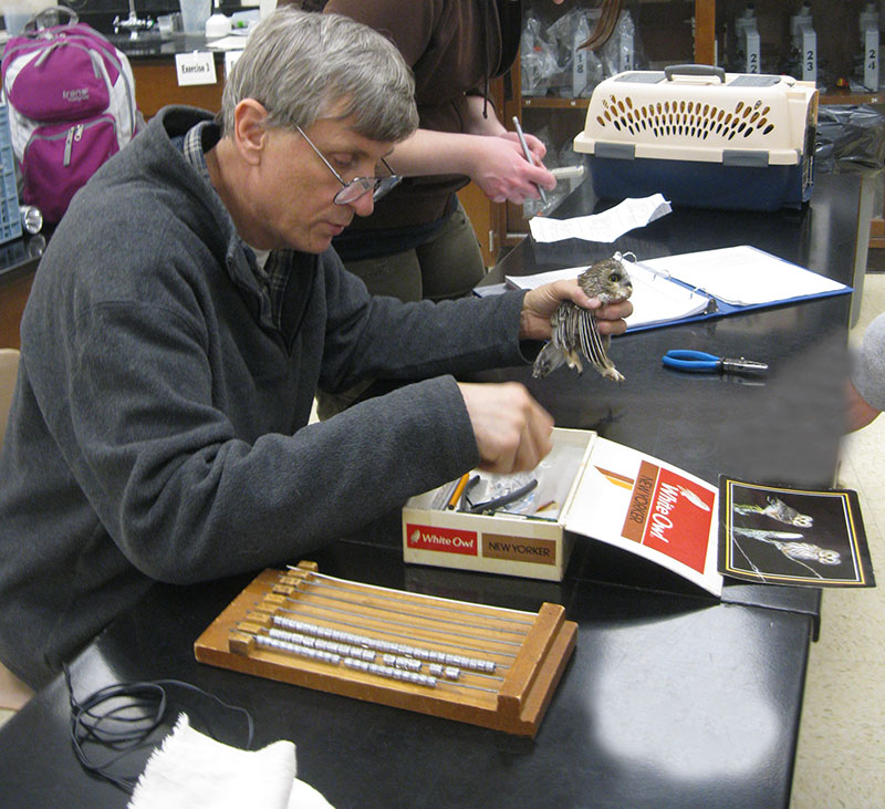 Gene Sattler, professor of biology, tags a northern saw-whet owl as part of a research project.