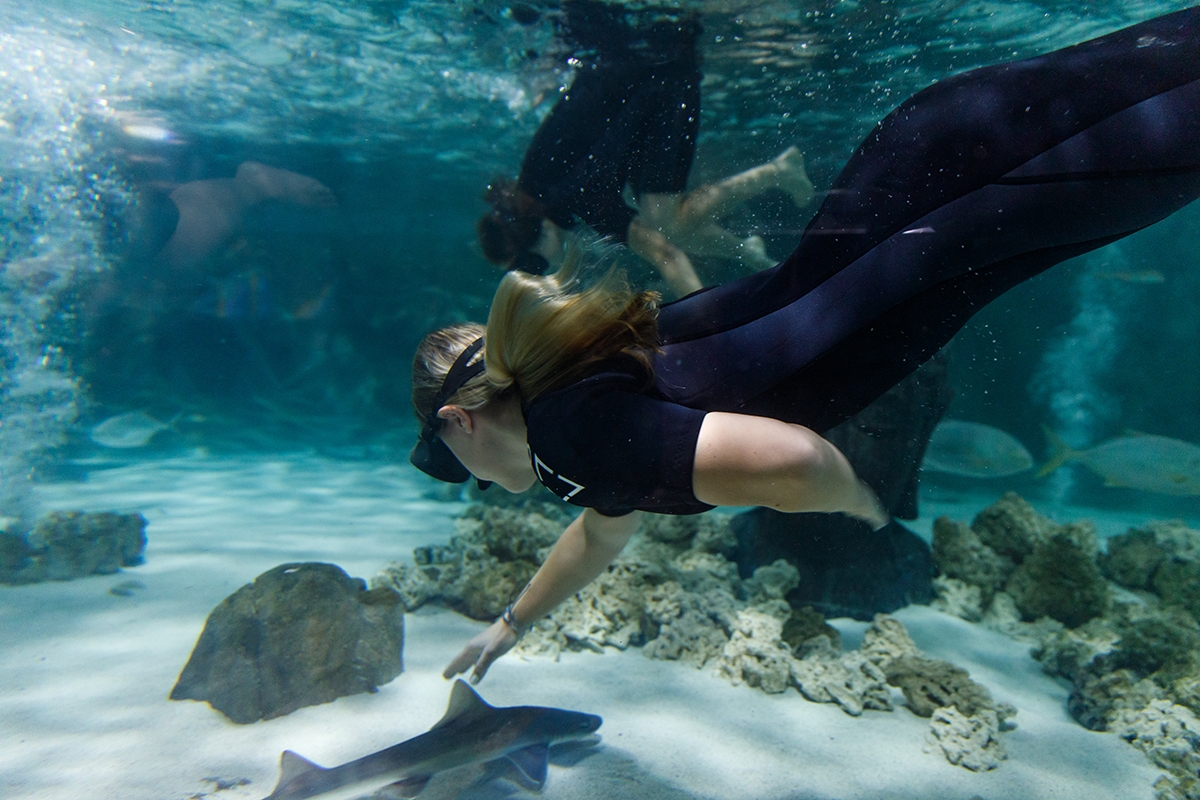 Biology pilot course lets students dive in to observe diverse species ...